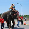 Advocacy Group Moves To End Elephants In Circuses